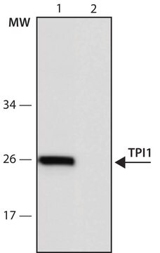 Anti-TPI1 (96-110) antibody produced in rabbit IgG fraction of antiserum