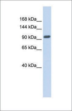 Anti-ZNF512B antibody produced in rabbit affinity isolated antibody