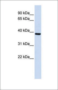 Anti-FBXO24 (ab1) antibody produced in rabbit affinity isolated antibody