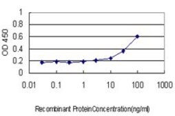 Monoclonal Anti-NFE2L2 antibody produced in mouse clone 2G7, purified immunoglobulin, buffered aqueous solution