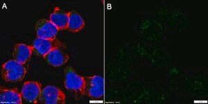 Anti-Fas/CD95 Antibody, clone 1F17 ZooMAb&#174; Rabbit Monoclonal recombinant, expressed in HEK 293 cells