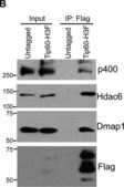 Anti-HDAC6 Antibody, CT Upstate&#174;, from rabbit