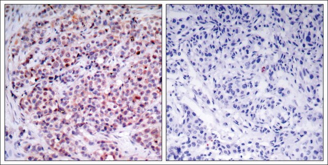 Anti-RELA (Ab-435) antibody produced in rabbit affinity isolated antibody