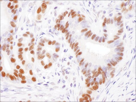 Rabbit anti-USP7 Antibody, Affinity Purified