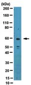 Anti-RAR&#945; Antibody, clone 9&#945;-9A6 ascites fluid, clone 9&#945;-9A6, from mouse