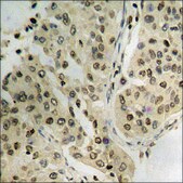 Anti-phospho-JAK2 (pTyr1007) antibody produced in rabbit affinity isolated antibody