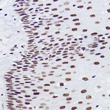 Anti-BRMS1 Antibody, clone 5Y8J3, Rabbit Monoclonal