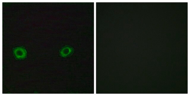 Anti-OR2D3 antibody produced in rabbit affinity isolated antibody