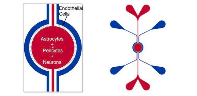 SynVivo SynBBB 3D blood brain barrier model chip assay kit, IMN2 radial configuration