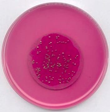 m-Endo Agar LES suitable for microbiology, NutriSelect&#174; Plus