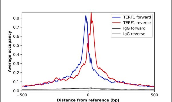 Anti-TERF1 antibody produced in rabbit Prestige Antibodies&#174; Powered by Atlas Antibodies, affinity isolated antibody