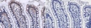 Anti-PDK1 Antibody, clone 1E13 ZooMAb&#174; Rabbit Monoclonal recombinant, expressed in HEK 293 cells