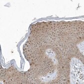 Anti-MXI1 antibody produced in rabbit Prestige Antibodies&#174; Powered by Atlas Antibodies, affinity isolated antibody, buffered aqueous glycerol solution