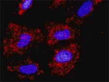 Anti-CUL1 antibody produced in rabbit purified immunoglobulin, buffered aqueous solution