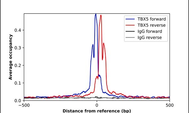 Anti-TBX5 antibody produced in rabbit Prestige Antibodies&#174; Powered by Atlas Antibodies, affinity isolated antibody