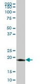 Anti-LITAF antibody produced in mouse purified immunoglobulin, buffered aqueous solution