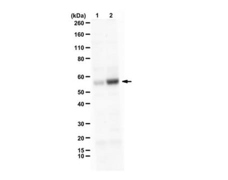 Anti-phospho-Smad1 (Ser463 Antibody, Ser465) from rabbit