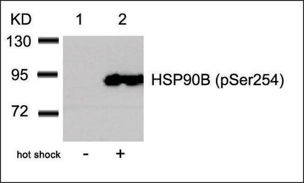 Anti-phospho-HSP90AB1 (pSer254) antibody produced in rabbit affinity isolated antibody