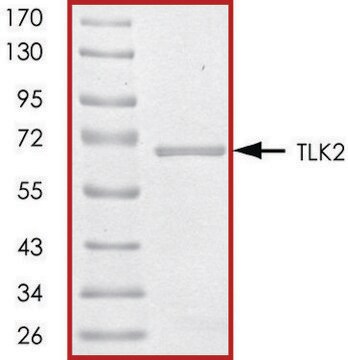 TLK2 (388-end), active, GST tagged human PRECISIO&#174; Kinase, recombinant, expressed in baculovirus infected Sf9 cells, &#8805;80% (SDS-PAGE), buffered aqueous glycerol solution