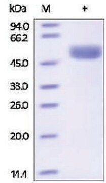 Cathepsin D human recombinant, expressed in HEK 293 cells, &#8805;95% (SDS-PAGE)