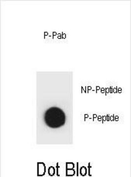 Anti-phospho-rat TSC2(T1373) antibody produced in rabbit affinity isolated antibody, buffered aqueous solution
