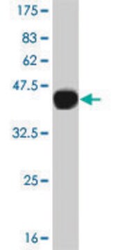 Monoclonal Anti-CAMKK2, (N-terminal) antibody produced in mouse clone 4C7, purified immunoglobulin, buffered aqueous solution