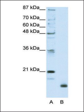 Anti-RPL32 antibody produced in rabbit IgG fraction of antiserum