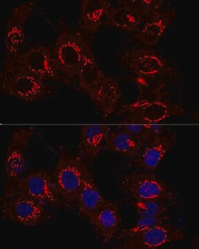 Anti-GM130 antibody produced in rabbit