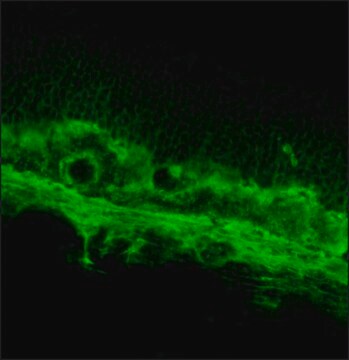 Anti-Opsin antibody, Mouse monoclonal clone RET-P1, purified from hybridoma cell culture