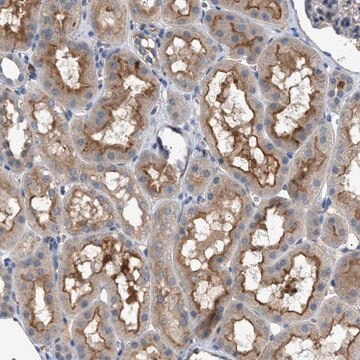 Anti-VSTM2A antibody produced in rabbit Prestige Antibodies&#174; Powered by Atlas Antibodies, affinity isolated antibody, buffered aqueous glycerol solution, Ab1