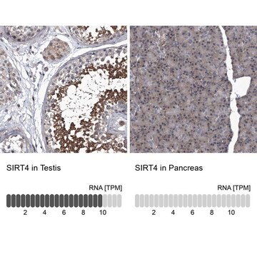 Anti-SIRT4 antibody produced in rabbit Prestige Antibodies&#174; Powered by Atlas Antibodies, affinity isolated antibody, buffered aqueous glycerol solution, ab2
