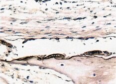 Anti-Osteopontin Antibody serum, Chemicon&#174;