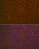 Anti-5HT7 Receptor Antibody, clone 4E6D2, Rabbit Monoclonal