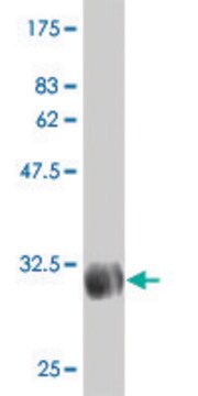 Monoclonal Anti-TSCOT antibody produced in mouse clone 2F7, purified immunoglobulin, buffered aqueous solution