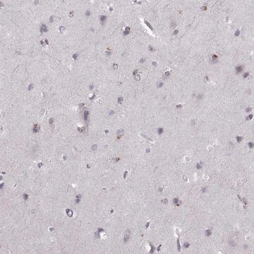 Anti-OPRD1 antibody produced in rabbit Prestige Antibodies&#174; Powered by Atlas Antibodies, affinity isolated antibody