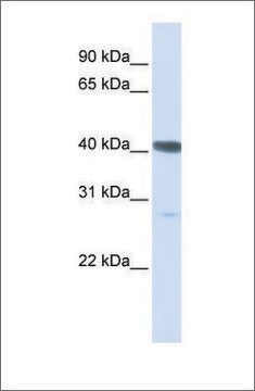 Anti-DNAJB11 antibody produced in rabbit affinity isolated antibody