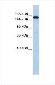 Anti-SYNJ1 antibody produced in rabbit affinity isolated antibody