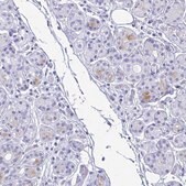 Anti-LTF antibody produced in rabbit Prestige Antibodies&#174; Powered by Atlas Antibodies, affinity isolated antibody, buffered aqueous glycerol solution