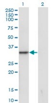 Monoclonal Anti-SNAI1 antibody produced in mouse clone 1A5, purified immunoglobulin, buffered aqueous solution