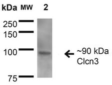 Monoclonal Anti-Glun1-Nr1 - Percp antibody produced in mouse clone S308-48, purified immunoglobulin
