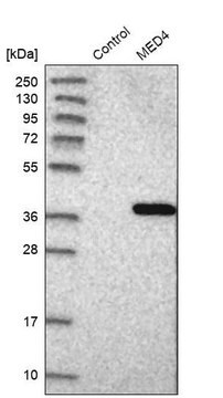 Anti-MED4 antibody produced in rabbit Prestige Antibodies&#174; Powered by Atlas Antibodies, affinity isolated antibody, buffered aqueous glycerol solution