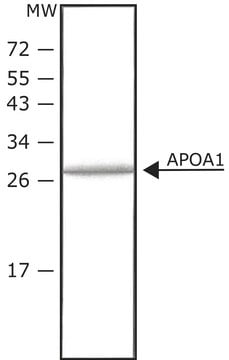 Apolipoprotein A&#8722;I human histidine-tagged, recombinant, expressed in HEK 293 cells, &#8805;98% (SDS-PAGE), lyophilized powder