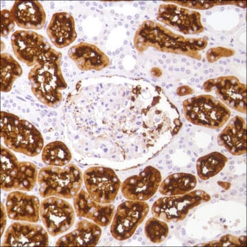 Anti-CD13 antibody, Rabbit monoclonal clone SP182, recombinant, expressed in proprietary host, affinity isolated antibody