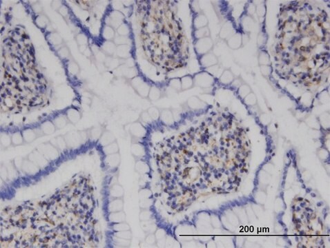 Monoclonal Anti-MPHOSPH9, (C-terminal) antibody produced in mouse clone 4E10, purified immunoglobulin, buffered aqueous solution