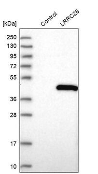 Anti-LRRC28 antibody produced in rabbit Prestige Antibodies&#174; Powered by Atlas Antibodies, affinity isolated antibody, buffered aqueous glycerol solution