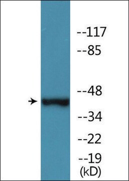 Anti-phospho-MAP2K1 (pThr386) antibody produced in rabbit affinity isolated antibody