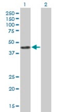 Anti-ACY1 antibody produced in mouse purified immunoglobulin, buffered aqueous solution