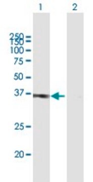 Anti-POU6F1 antibody produced in mouse purified immunoglobulin, buffered aqueous solution