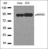 Anti-RPS6KA1 (Ab-348) antibody produced in rabbit affinity isolated antibody