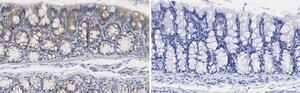 Anti-iNOS (NOSII) Antibody, clone 2G17 ZooMAb&#174; Rabbit Monoclonal recombinant, expressed in HEK 293 cells